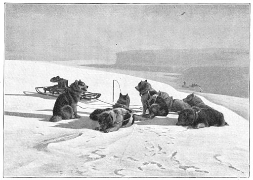 Een span honden op de barri&egrave;re