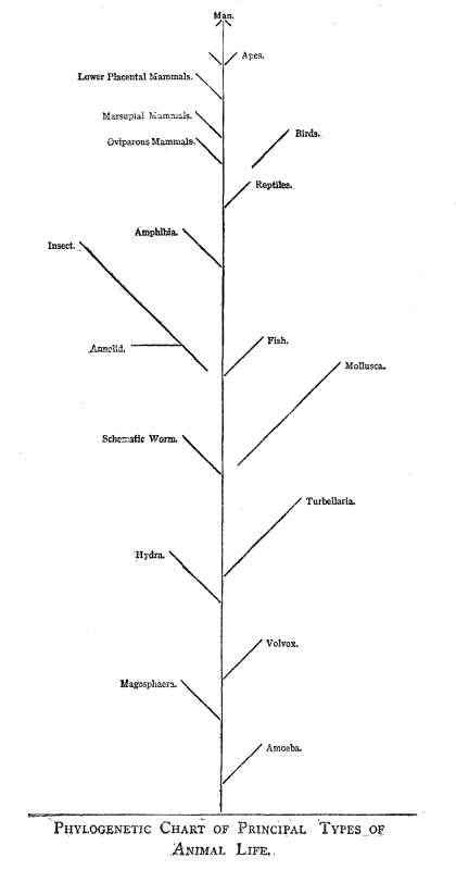 PHYLOGENETIC CHART OF PRINCIPLE TYPES OF ANIMAL
LIFE.