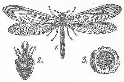 9. MYRMELEO FORMICARIUS. ANT-LION. HERTWIG, FROM
SCHMARDA.