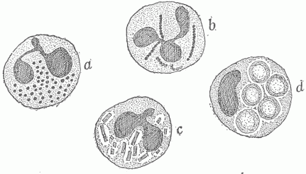 Fig. 16&mdash;Phagocytosis. a, b, c are the microphages or the bacterial phagocytes. (a) Contains a number of round bacteria, and (b) similar bacteria arranged in chains, and (c) a number of rod-shaped bacteria (d) Is a cell phagocyte or macrophage which contains five red blood corpuscles.