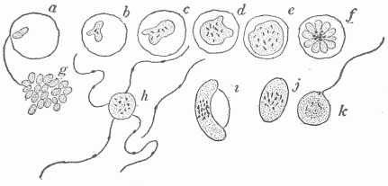 Fig. 20.&mdash;Part Of The Cycle Of Development Of The Organism Of Malaria, a-g, Cycle of forty-eight hour development, the period of chill coinciding with the appearance of f and g in the blood. The organisms g, which result from segmentation, attack other corpuscles and a new cycle begins. h, The male form or microgametocyte, with the protruding and actively moving spermatozoa, one of which is shown free. i and j are the macrogametes or female forms. k shows one of these in the act of being fertilized by the entering spermatozo�n. The differentiation into male and female forms takes place in the blood, the further development of the sexual cycle within the mosquito.