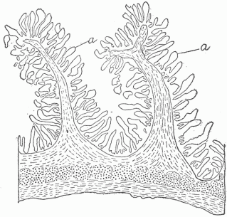 Fig. 7.&mdash;A Section Of The Small Intestine To Show The Large Extent Of Surface. (a) Internal surface. The small finger-like projections are the villi, and between these are small depressions forming tubular glands.