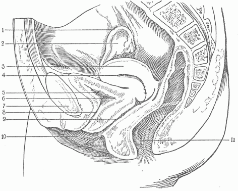 Fig. 9.&mdash;A Longitudinal Section Through The Female Pelvis.