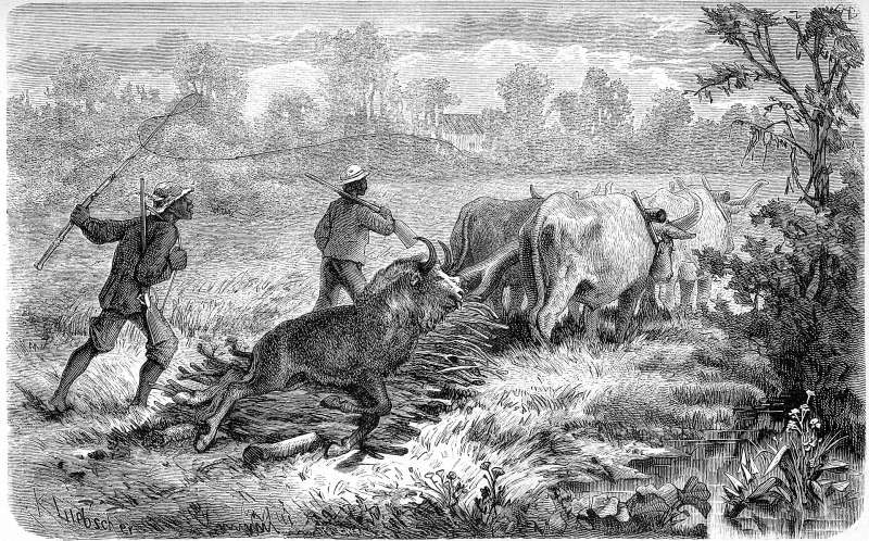 R&uuml;ckkehr von der Gnu-Jagd.