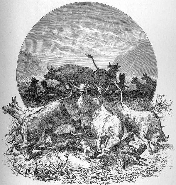 Wolfshy&auml;nen eine Viehheerde &uuml;berfallend.