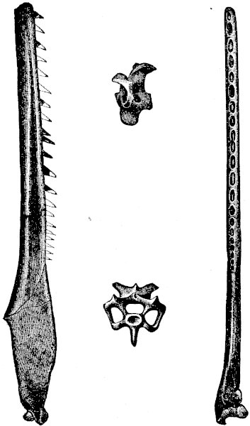 FIG. 5.&mdash;ICHTHYORNIS DISPAR (Marsh).

(Side and upper views of half the lower jaw; and side and end views of a
vertebra.)