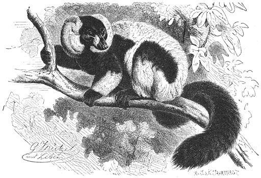 Vari (Lemur Varius) &frac12; v.d. ware grootte.