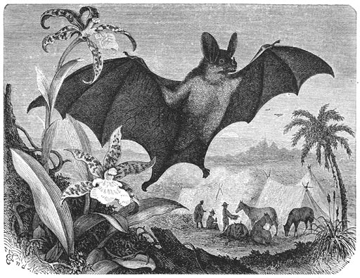 Vampier (Phyllostoma spectrum). &frac14; v.d. ware grootte.