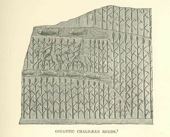 025.jpg Gigantic Chald�an Reeds 