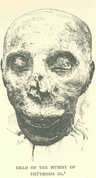 041.jpg Head of the Mummy Of Th�tmosis III. 