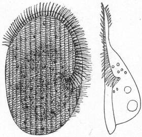 Peritromus emmae,
ventral and lateral aspects.