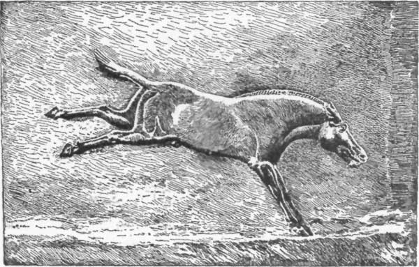 FIG. 7.&mdash;WILD ASS. BAS-RELIEF, BRITISH MUSEUM.

(FROM PERROT AND CHIPIEZ.)