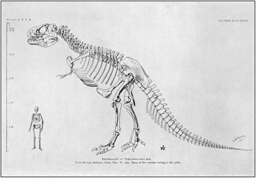 Fig. 16.: Skeleton of Tyrannosaurus in comparison
with human skeleton.