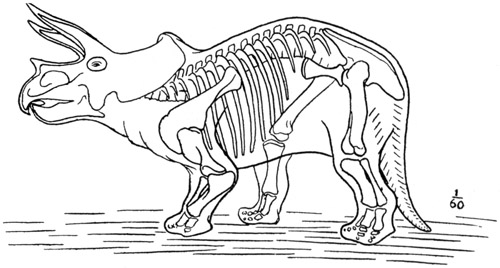Fig. 40.: Outline sketch restoration of Triceratops,
from the mounted skeleton in the National Museum.
