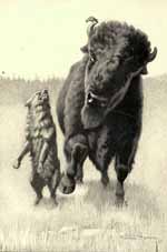 "STEADY, DOG-WOLF, STEADY," ADMONISHED SHAG, "THIS IS A
FRIEND OF MINE."