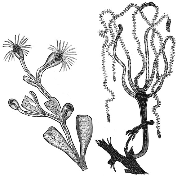 Fig. 48. Polypen: 1. Campanularia.&mdash;2. Hydra viridis.