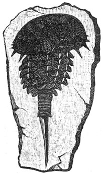 Fig. 130. Schaaldier uit het devonische tijdperk. Hemiaspis limulo&iuml;des.