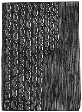 Fig. 167 en 168. Fossiele schors van sigillaria&rsquo;s.