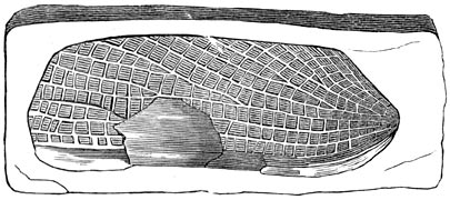 Fig. 233. Vleugel van eenen kever, in de o&ouml;litische formatie bewaard gebleven.
