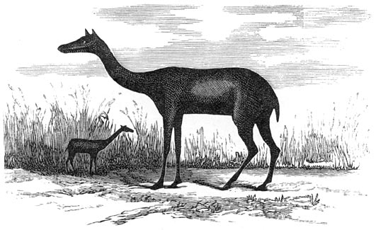 Fig. 281.&mdash;Xiphodon gracile. (Eocene formatie van Parijs.)