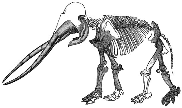 Fig. 301. Fossiel geraamte van den masthodon uit het Muse&uuml;m te Parijs.