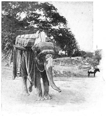 Toeristenolifant uit Dja&iuml;poer.