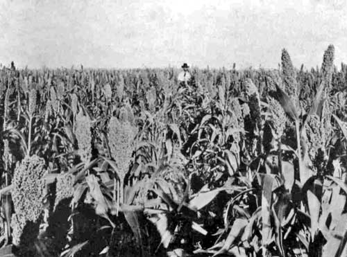 FIRST CROP&mdash;MILO MAIZE.