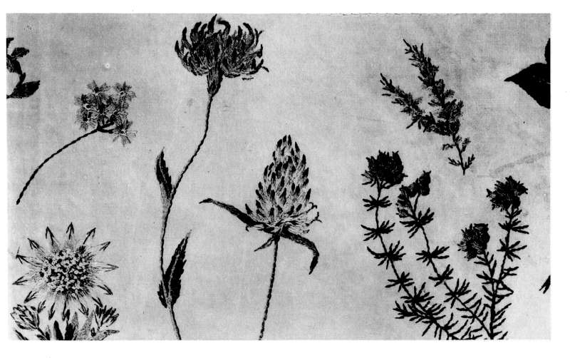 Plate XII.&mdash;A detail from an Embroidered Tablecloth.
Designed and executed by Mrs. W. R. Lethaby.