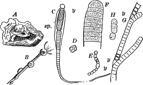 Fig.&nbsp;7.
