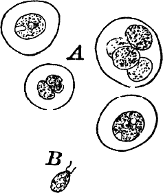 Fig.&nbsp;12.