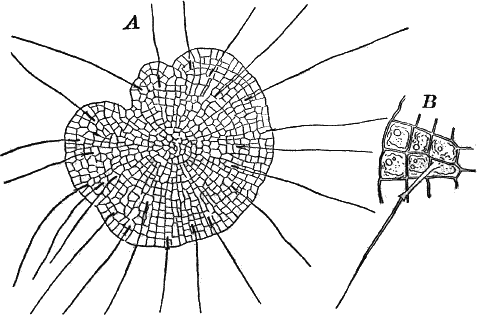 Fig.&nbsp;17.