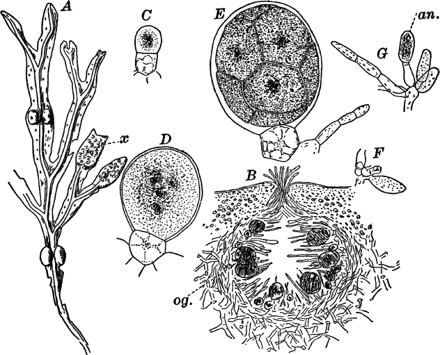 Fig.&nbsp;26.