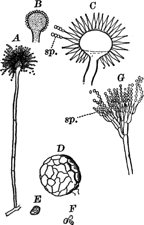 Fig.&nbsp;42.