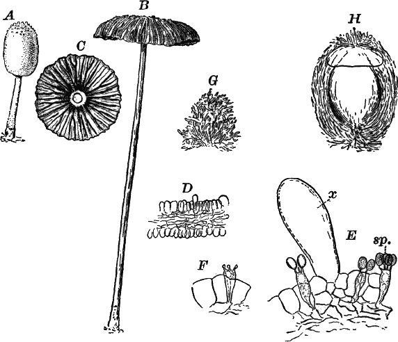 Fig.&nbsp;48.