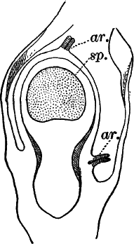 Fig.&nbsp;55.