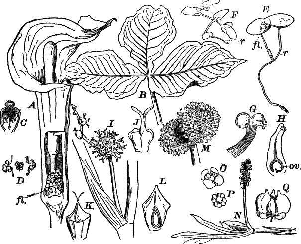 Fig.&nbsp;86.