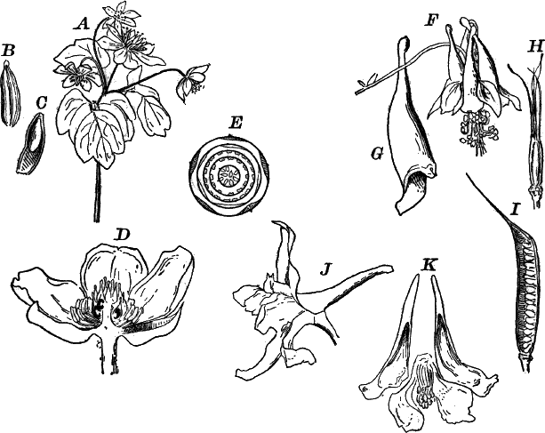 Fig.&nbsp;99.