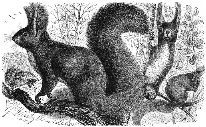 Eekhoorn (Sciurus vulgaris). ⅓ v.d. ware grootte.