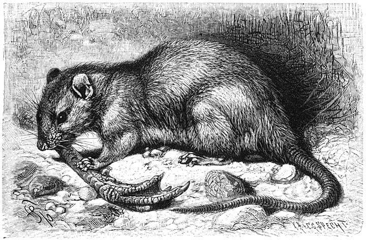 Bruine Rat (Mus decumanus). &frac12; v.d. ware grootte.