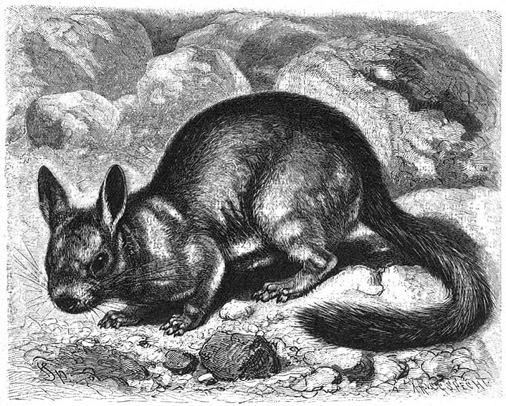 Haasmuis (Lagidium Cuvieri). &frac14; v.d. ware grootte.
