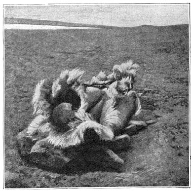 Geopend kindergraf der Netsjilli-Eskimo&rsquo;s.