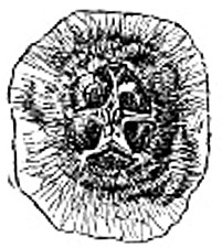 Fig. 4. Spinners.