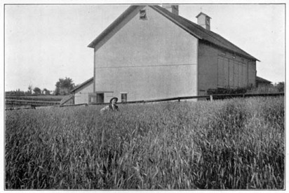 On the productive farm of Dr. W. I. Chamberlain, in
Northern Ohio.