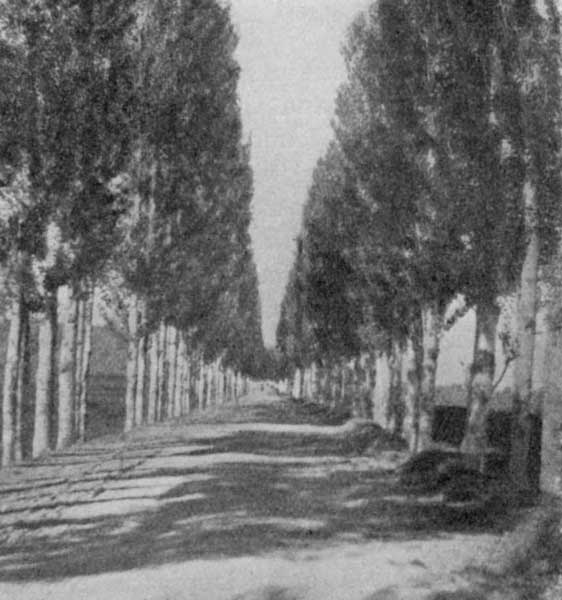 Fig. 43. Poplar lined road to Sr&iacute;nagar.