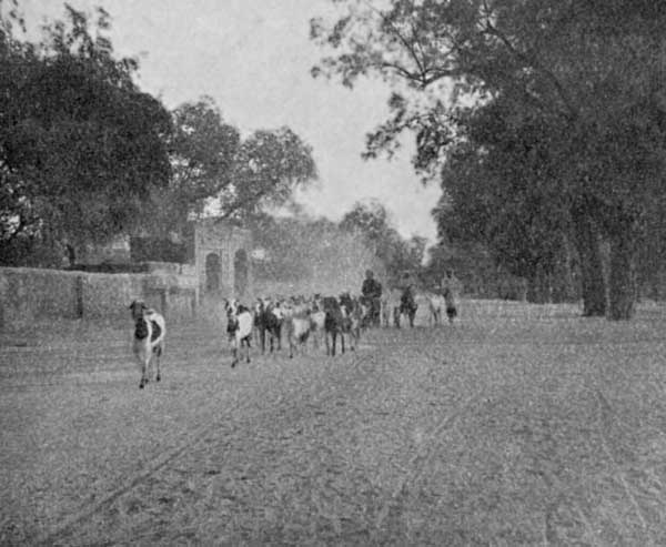 Fig. 49. A drove of goats&mdash;Lahore.