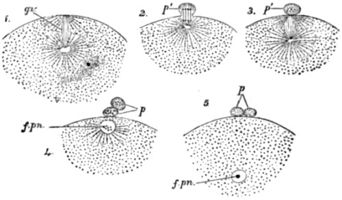 Polar bodies in
the ovum of a star-fish.
