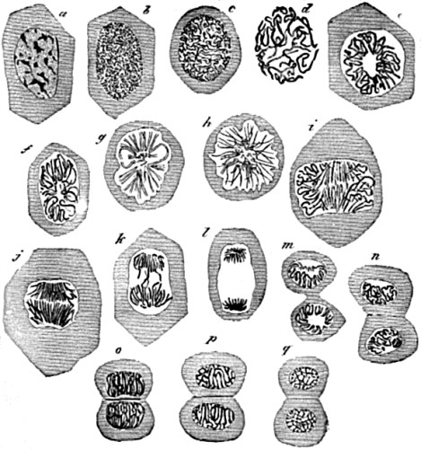 Successive changes in the
nucleus of an epithelium cell, preparatory to division of the cell.