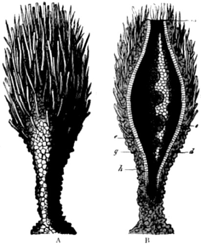 Prophysema primordiale, an extant gastr&aelig;a-form.