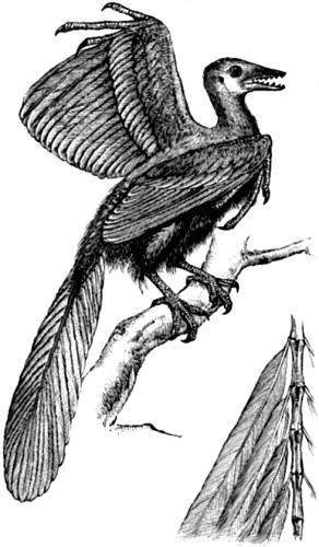 Fig. 73.&mdash;Arch&aelig;opteryx macura, restored.