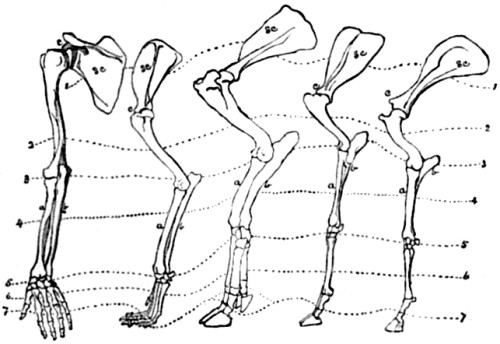 Anterior limb of Man, Dog, Hog, Sheep, and
Horse.